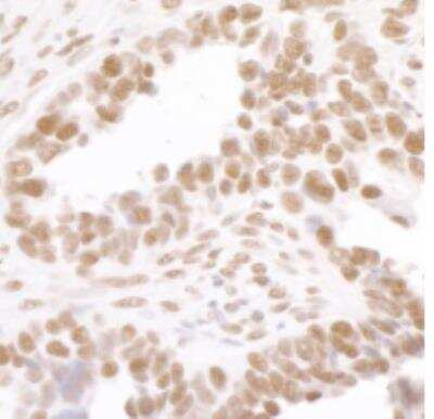 Immunohistochemistry-Paraffin: RNA Polymerase II/POLR2A [p Ser2] Antibody [NB100-1805]
